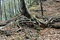 Tessiner Buchenwald (3)